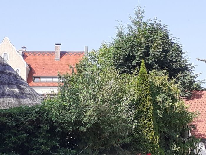 wunderbare Schöpfung