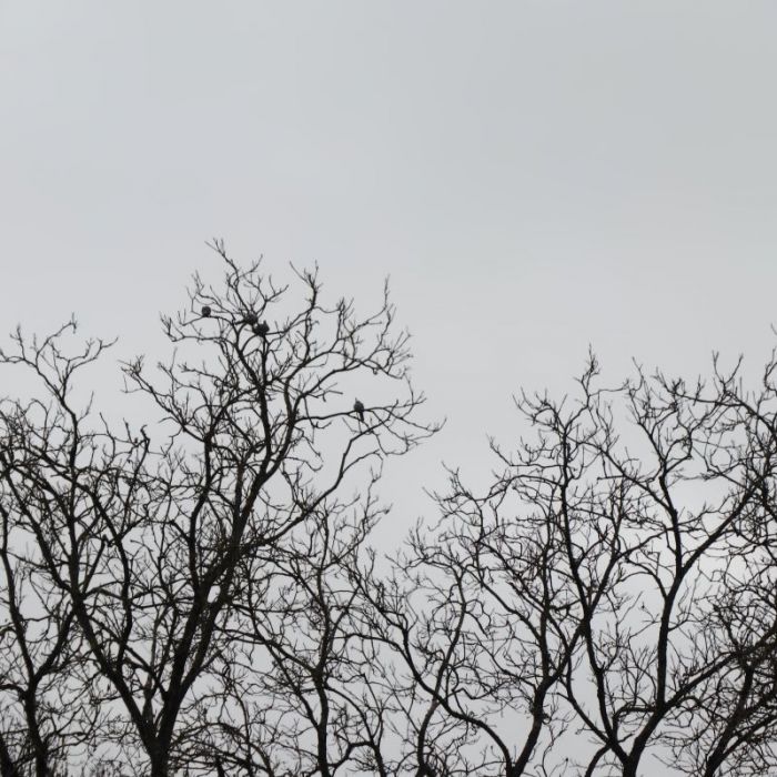 Äste und wilde tauben :)