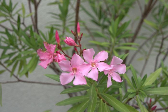 Oleander