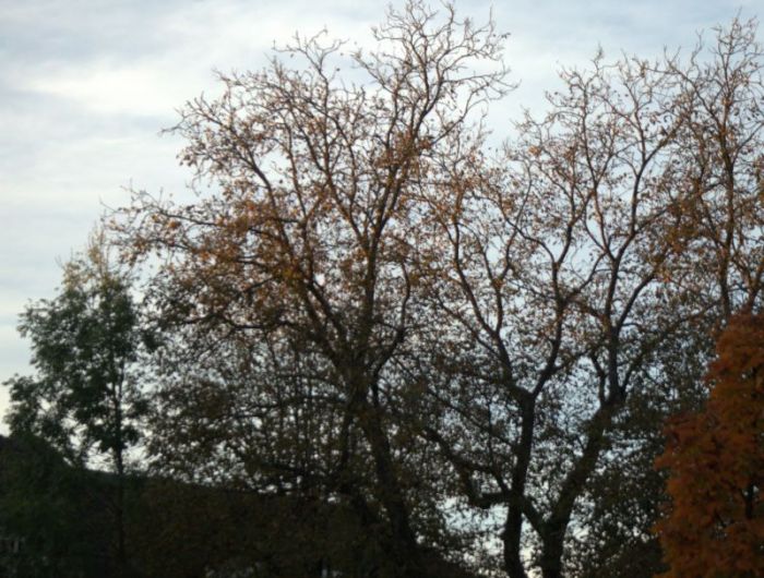 Der himmel war zeuge