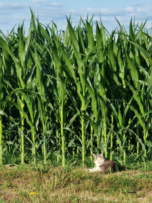 Katze im frühen morgenlicht