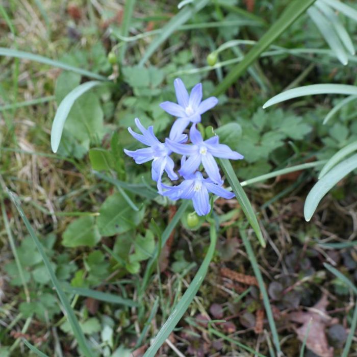 Auf dem berghang gesehn
