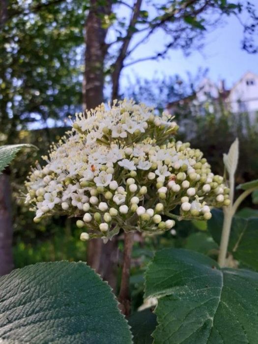 Enormer blütenstand