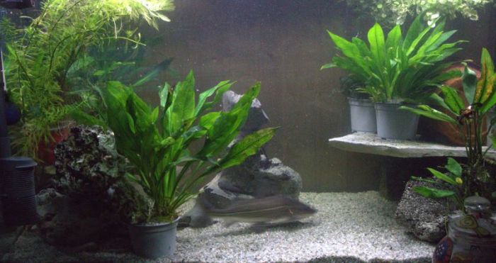 Jupp der Wal (Jupp Derwall )