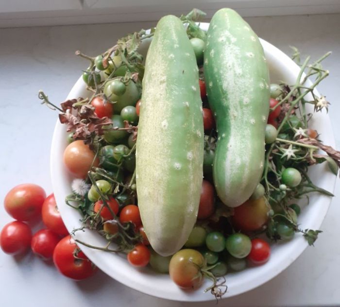 Weidling (schüssel)