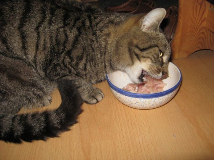 Meine damalige Mieze