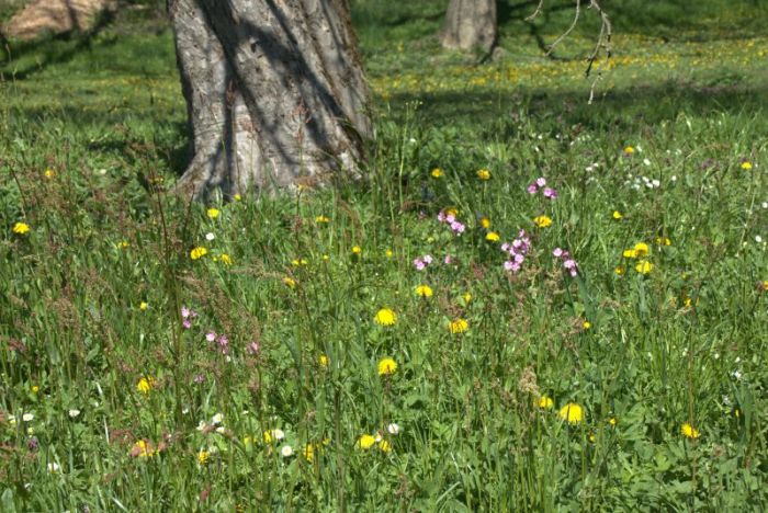 Wiese meiner kindheit