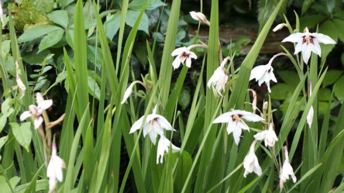 Mein garten - ende august