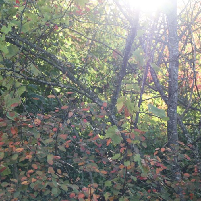Herbstzauber