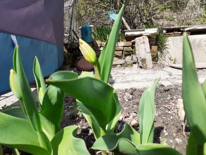 Wachsen und gedeihen