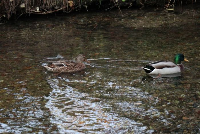 Enten