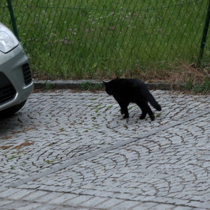 Kater mikesch