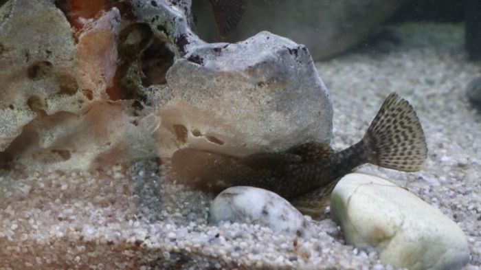 Antennenwelsmännchen