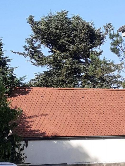 Abgeschnittene fichte