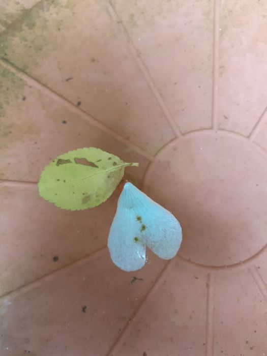 Blätter in der vogeltränke Blätter in der vogeltränke