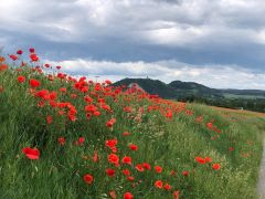 IMG_0006.jpeg IMG_0006.jpeg