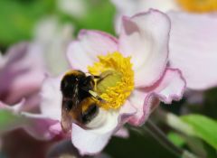 Hummel