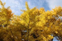 Ginkgo