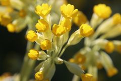 Schlüsselblume