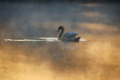 Schwan