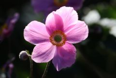 Blüte