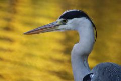 Fischreiher Fischreiher