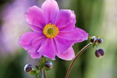 Blüte