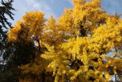 Ginkgo