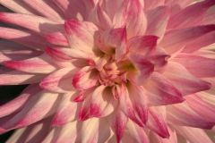 Dahlie