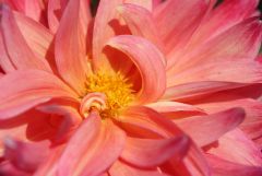 Dahlie
