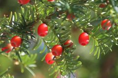 Eibenbeeren Eibenbeeren