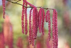 Blütenzweig Blütenzweig