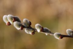 Weidenkätzchen Weidenkätzchen