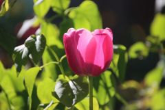 Tulpe