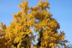 Ginkgo