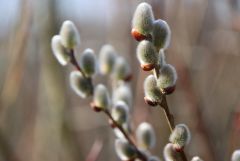Weidenkätzchen Weidenkätzchen
