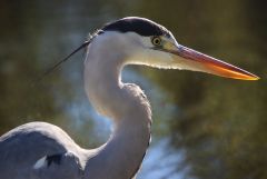 Fischreiher Fischreiher