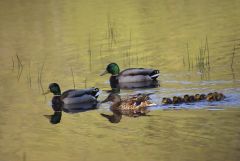 Enten
