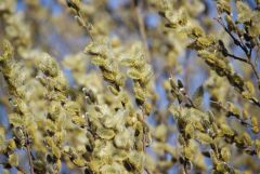 Weiidenkätzchen Weiidenkätzchen