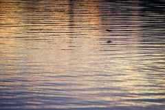 Eisvogel gesehen und wahrgenommen am Morgen auf dem See