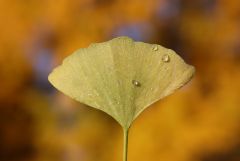 Ginkgo