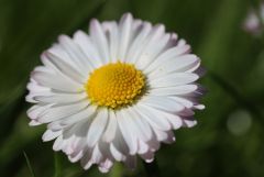 Gänseblümchen