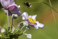 Hummel