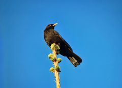 Amsel