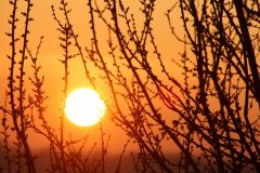 Zweige Knospen Zweige Knospen