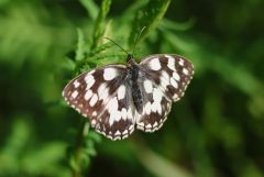 Schmetterling