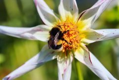 Hummel