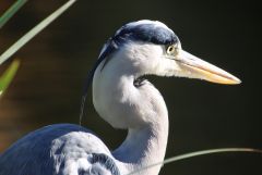 Fischreiher Fischreiher