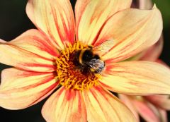 Hummel