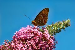 Schmetterling